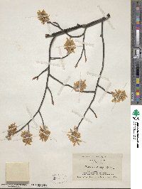 Amelanchier arborea image