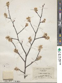 Amelanchier arborea image