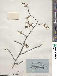 Amelanchier arborea image