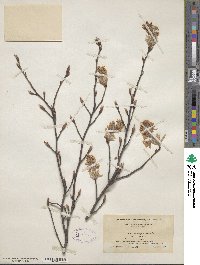 Amelanchier arborea image