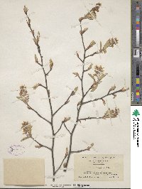 Amelanchier arborea image