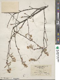 Amelanchier arborea image