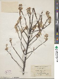 Amelanchier arborea image