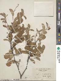 Amelanchier arborea image