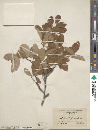 Amelanchier arborea image