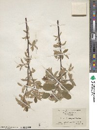 Amelanchier arborea image