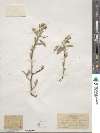 Amelanchier arborea image