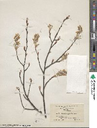 Amelanchier arborea image