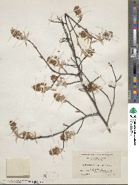 Amelanchier arborea image