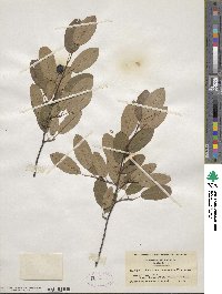 Amelanchier arborea image