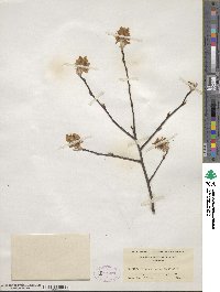 Amelanchier arborea image