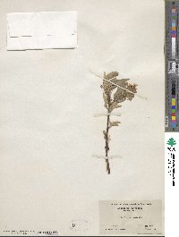 Amelanchier arborea image