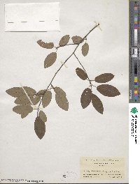 Amelanchier arborea image