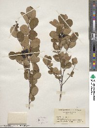 Amelanchier obovalis image