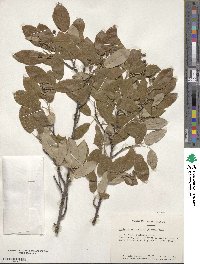 Amelanchier obovalis image