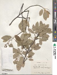 Amelanchier obovalis image