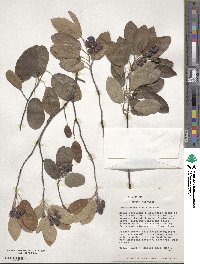 Amelanchier obovalis image