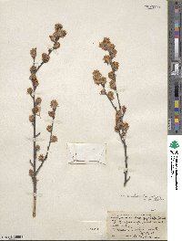 Amelanchier obovalis image