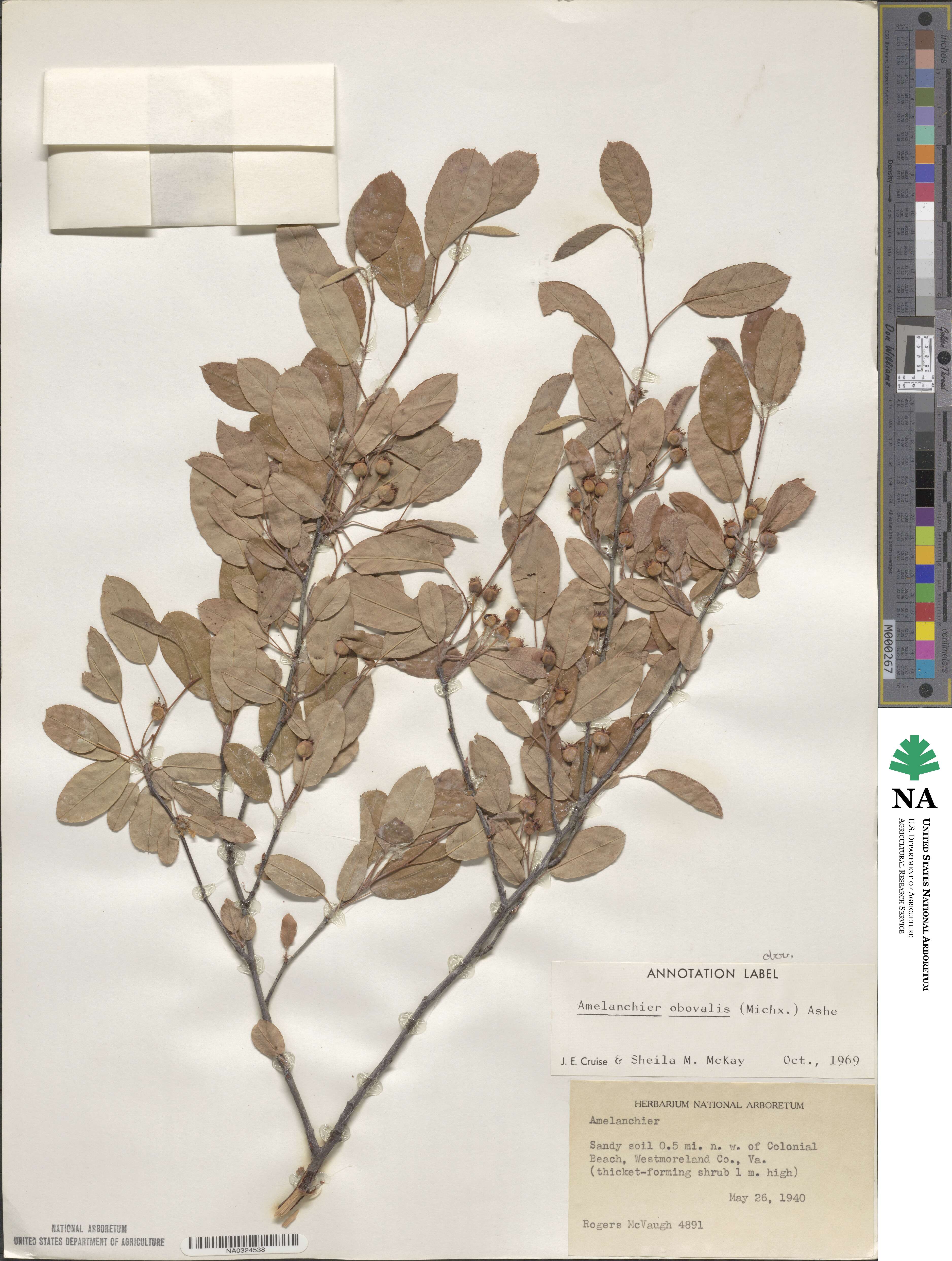 Amelanchier obovalis image