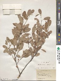 Amelanchier obovalis image