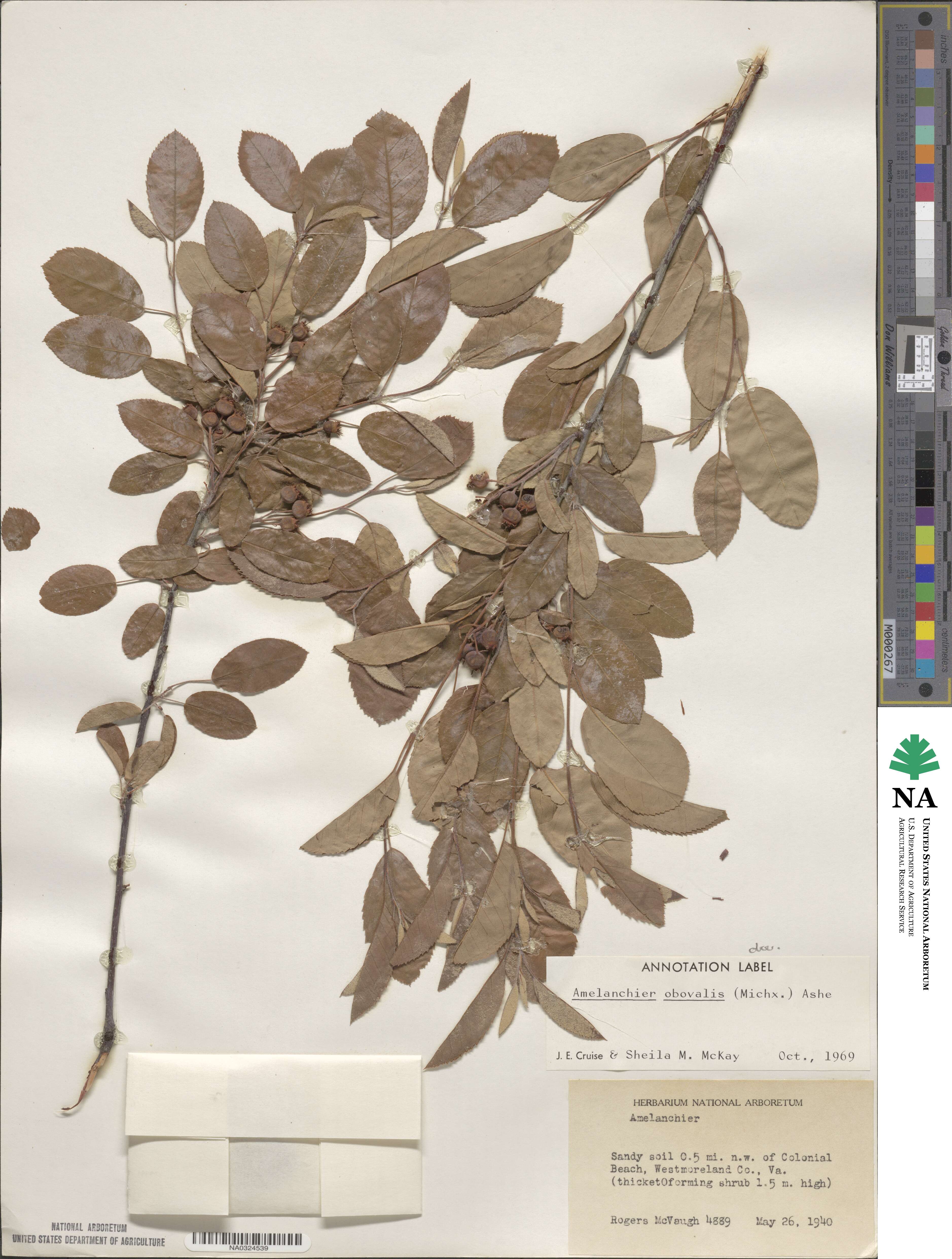 Amelanchier obovalis image