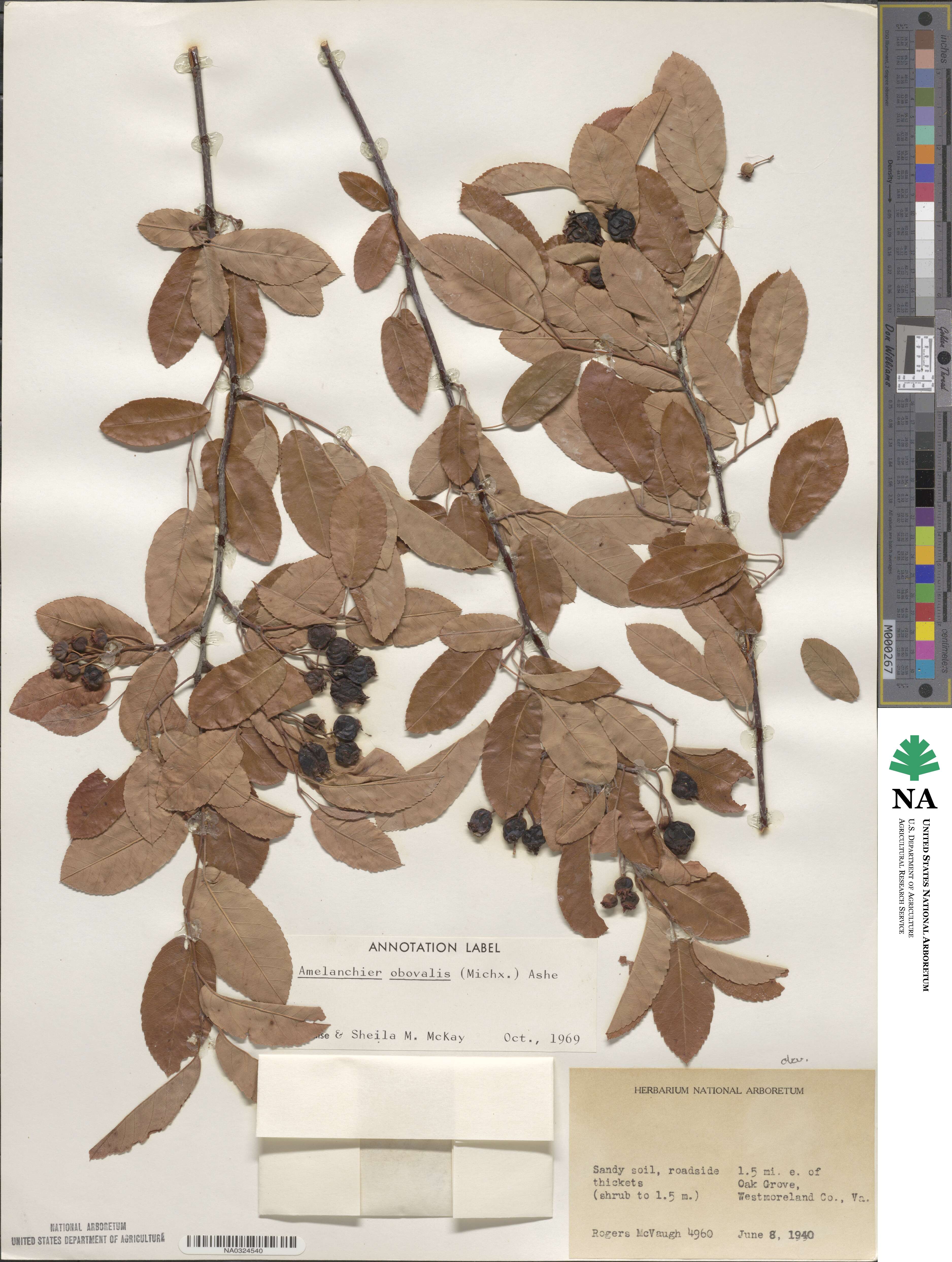 Amelanchier obovalis image