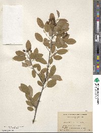 Amelanchier obovalis image