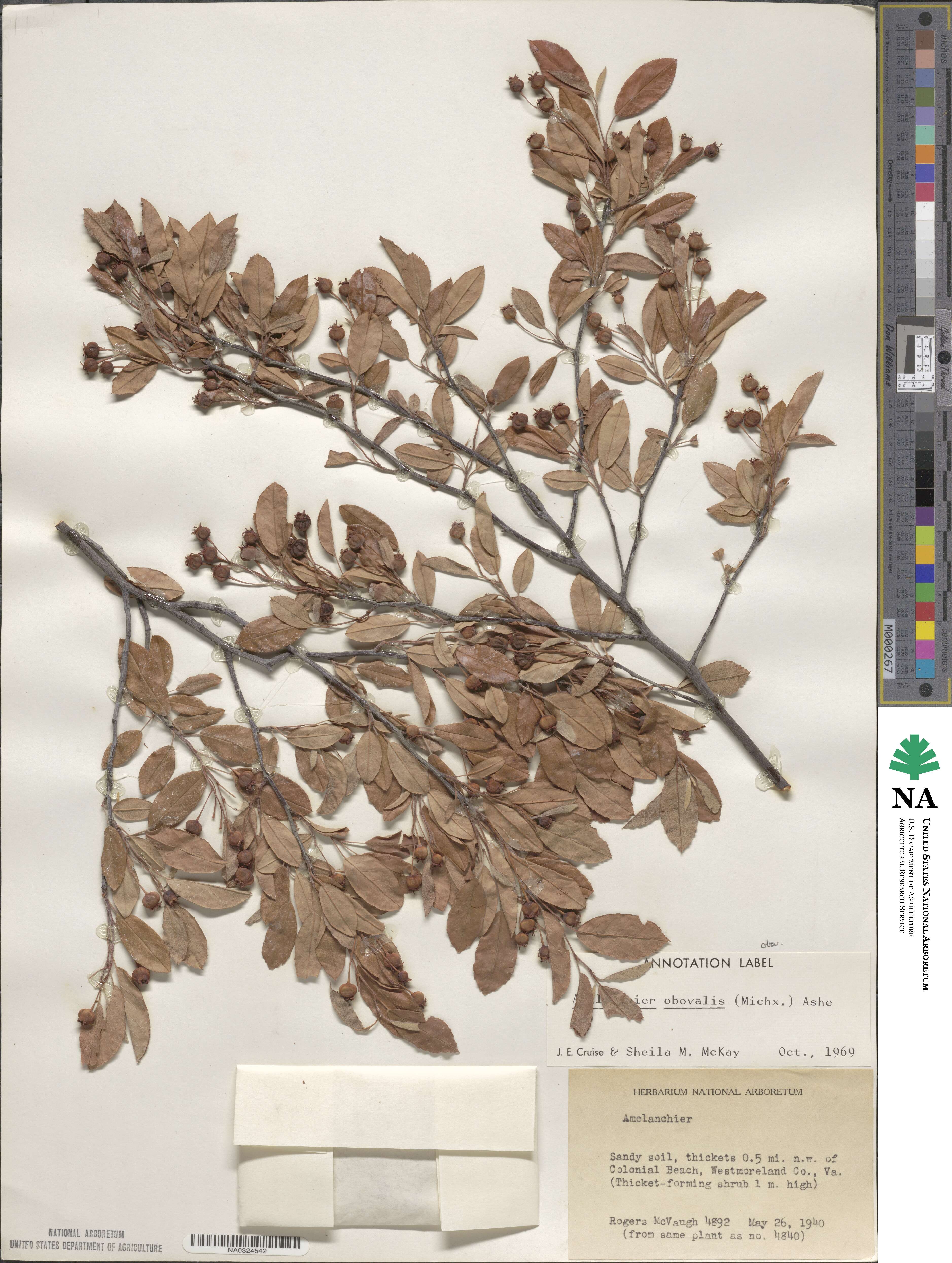 Amelanchier obovalis image