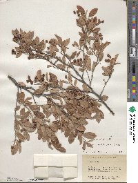 Amelanchier obovalis image