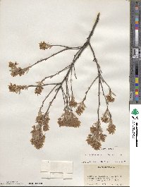 Amelanchier obovalis image