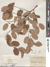 Amelanchier obovalis image