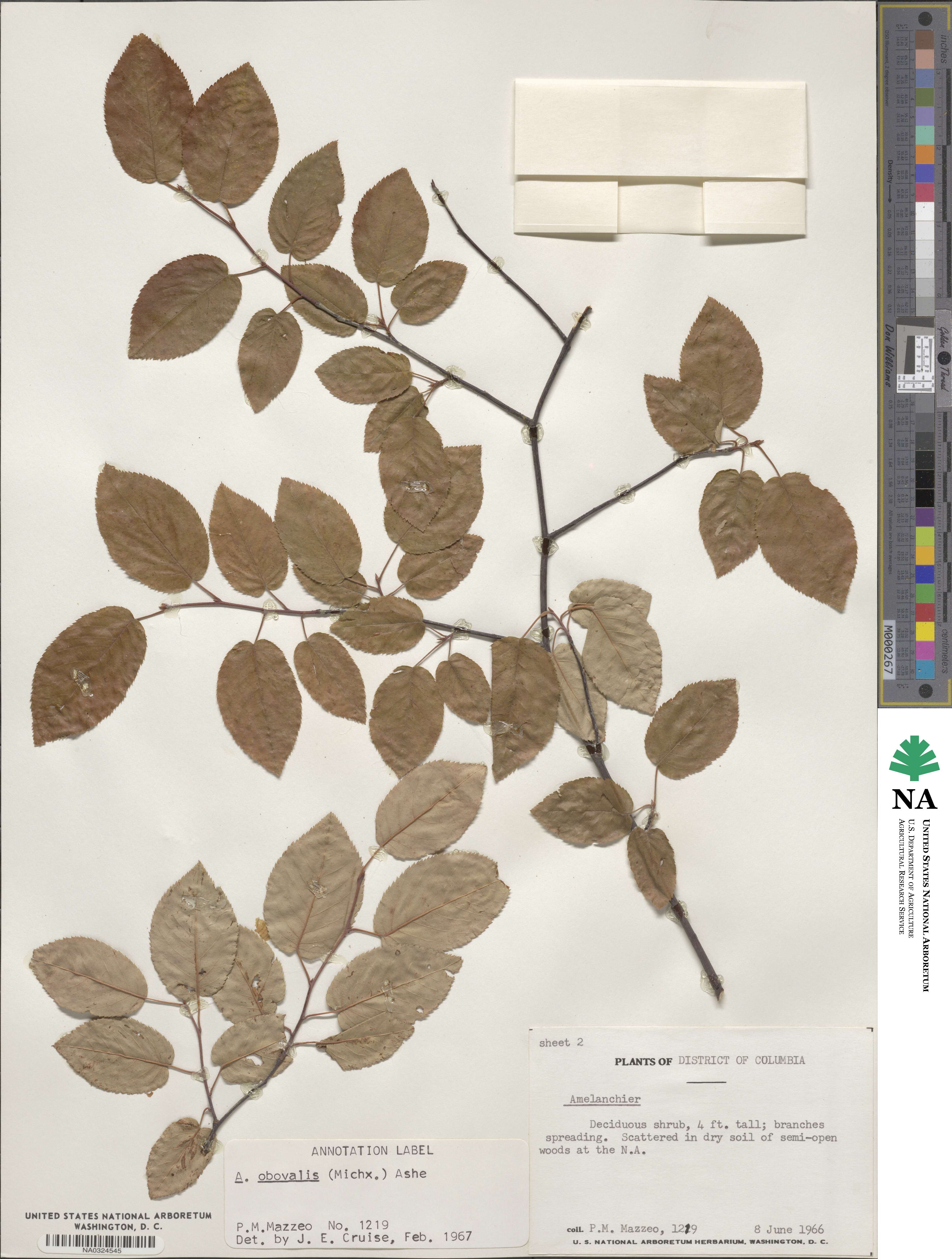 Amelanchier obovalis image