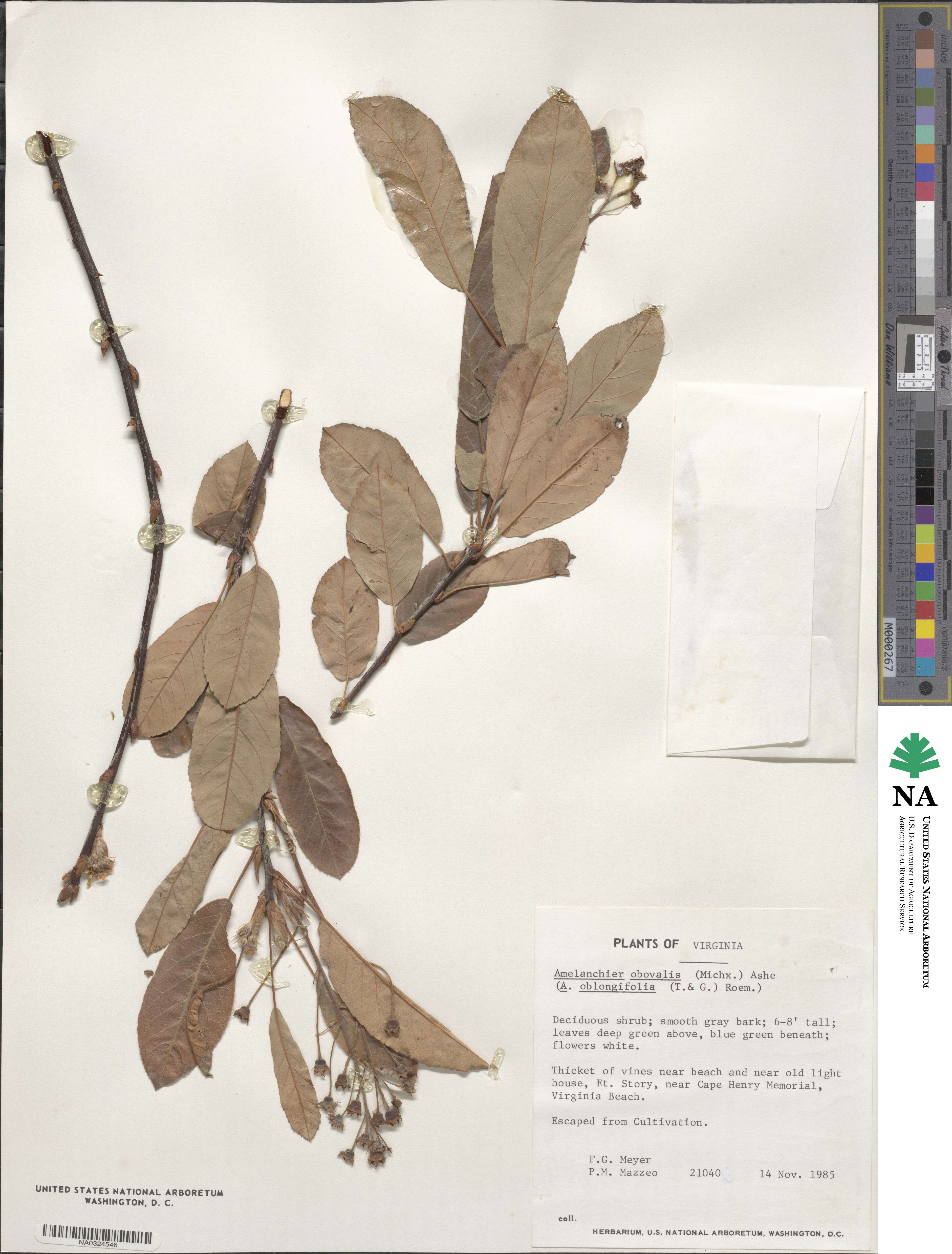 Amelanchier obovalis image