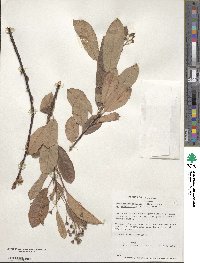 Amelanchier obovalis image