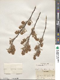 Amelanchier obovalis image