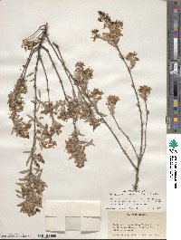 Amelanchier obovalis image