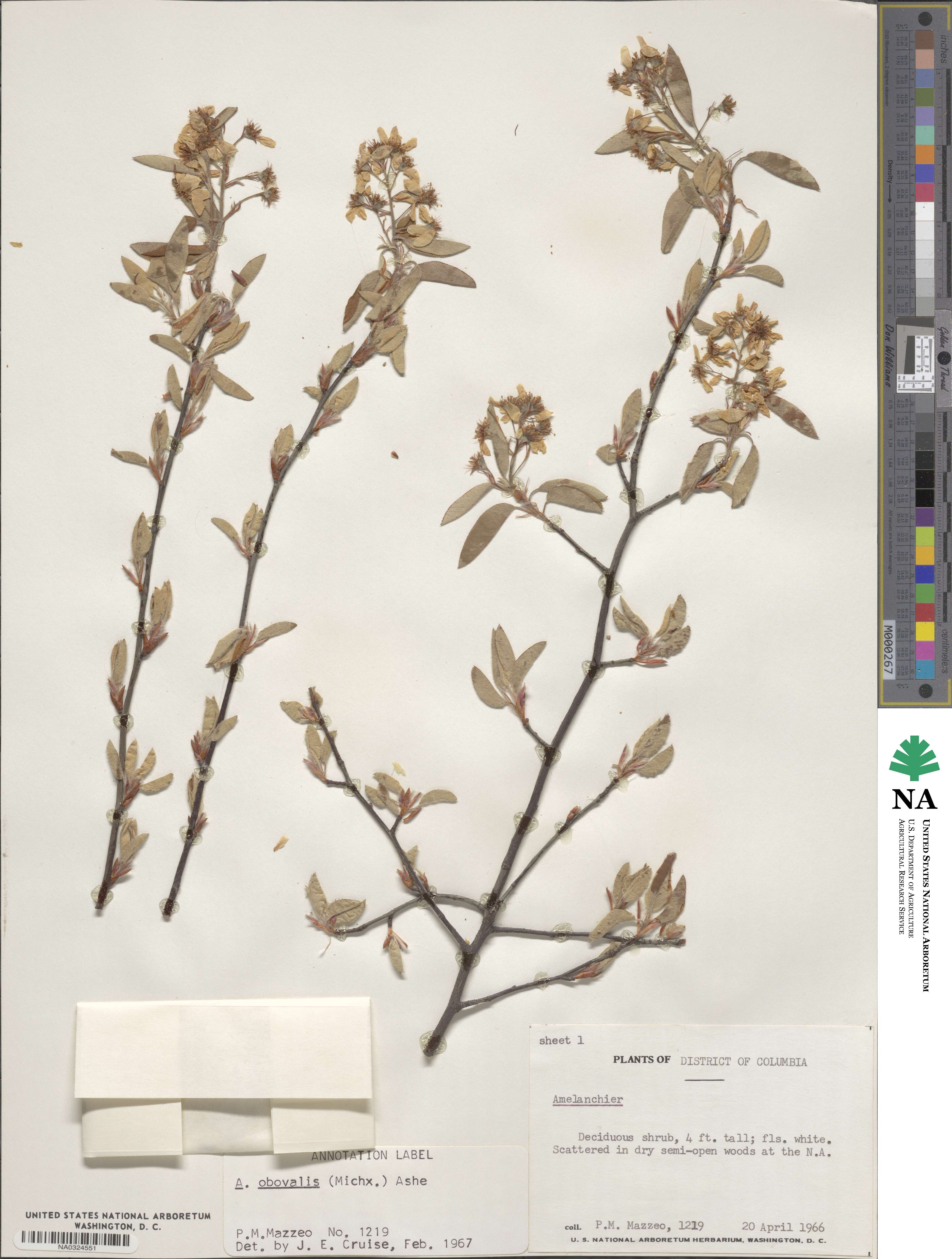 Amelanchier obovalis image