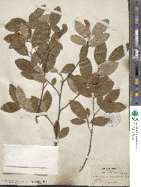 Amelanchier bartramiana image