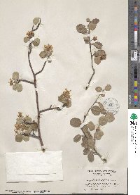 Amelanchier utahensis image