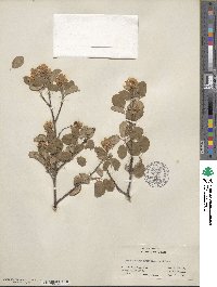 Amelanchier utahensis image