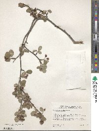 Amelanchier pallida image