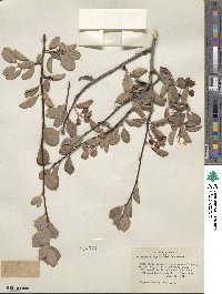 Amelanchier pallida image