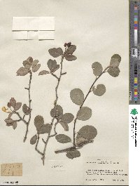 Amelanchier pallida image