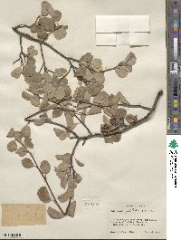 Amelanchier pallida image