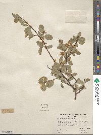 Amelanchier pallida image