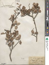 Amelanchier pallida image