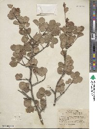 Amelanchier pallida image