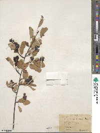 Amelanchier pumila image