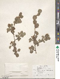 Amelanchier pumila image