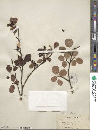 Amelanchier pumila image